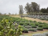 Maui_Ali'i Kula Lavender-3922
